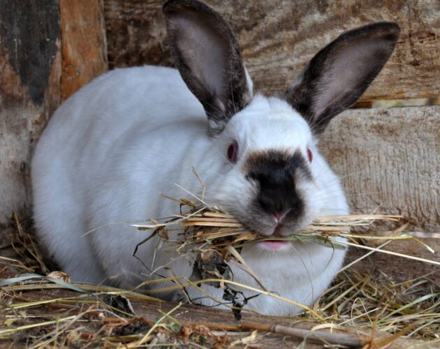 How to Tell If a Rabbit Is Pregnant